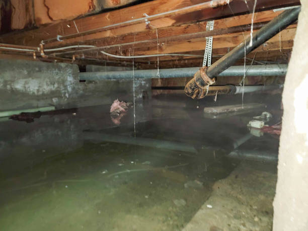 Best Water damage cleanup near me  in Nambe, NM